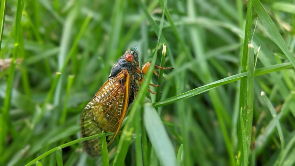 The Great Cicada Invasion of 2024, Illinois Braces for Swarming Broods