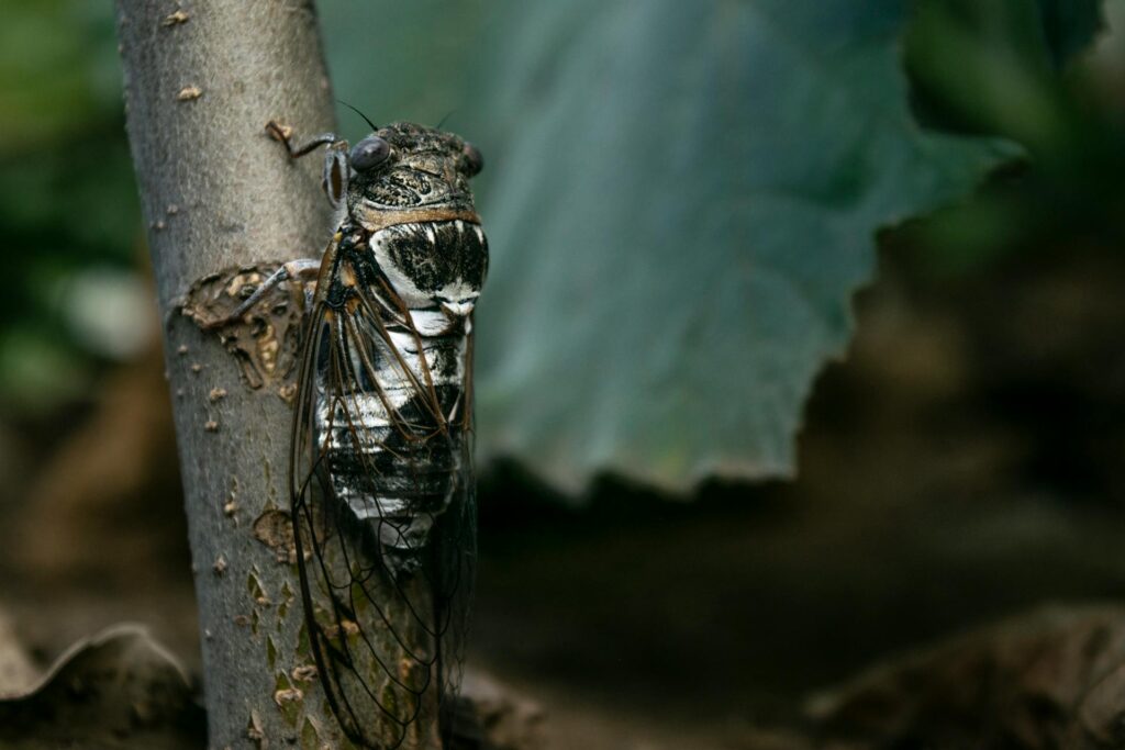 Early Cicada Emergence Expected in Central Illinois