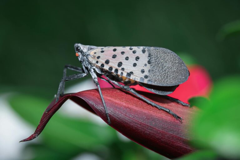 Illinois Battles Invasive Insect Species, The Spotted Lanternfly and Spongy Moth