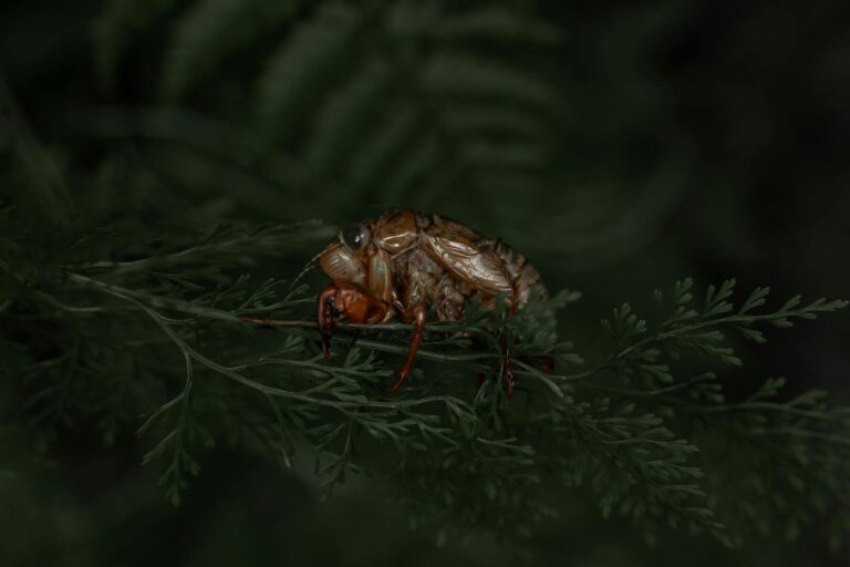 Cicada Season in Illinois, A Fascinating Natural Phenomenon