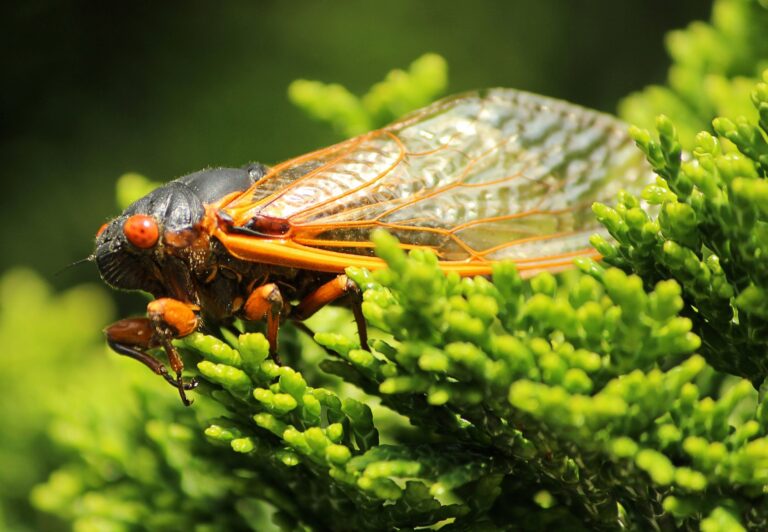 Illinois Braces for a Double Brood Cicada Emergence, What You Need to Know