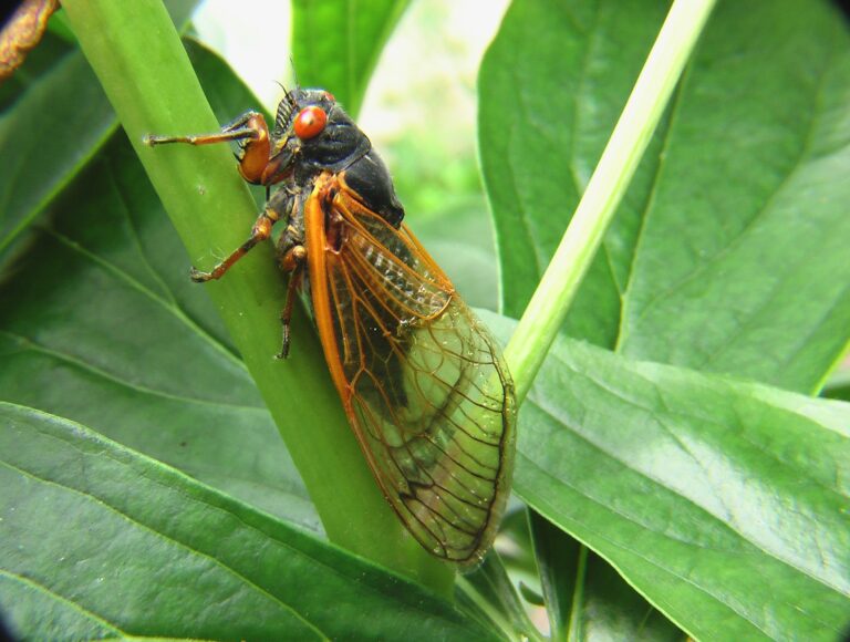 Big Cicada Appearance in Illinois Examined by Field Museum