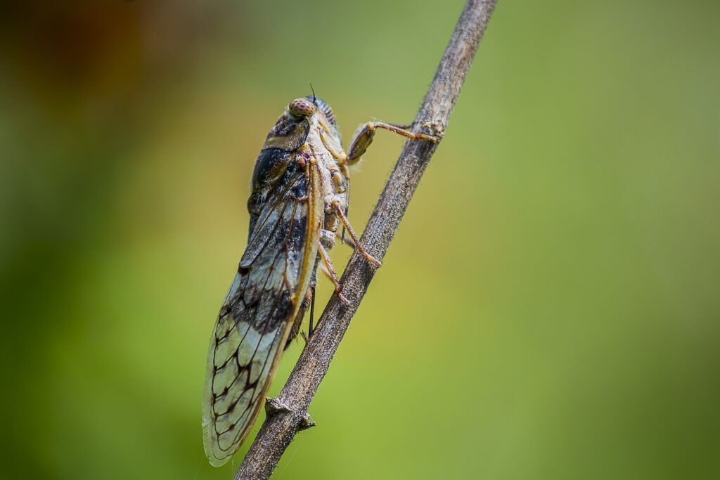 Historic Cicada Emergence to Soon Hit Illinois