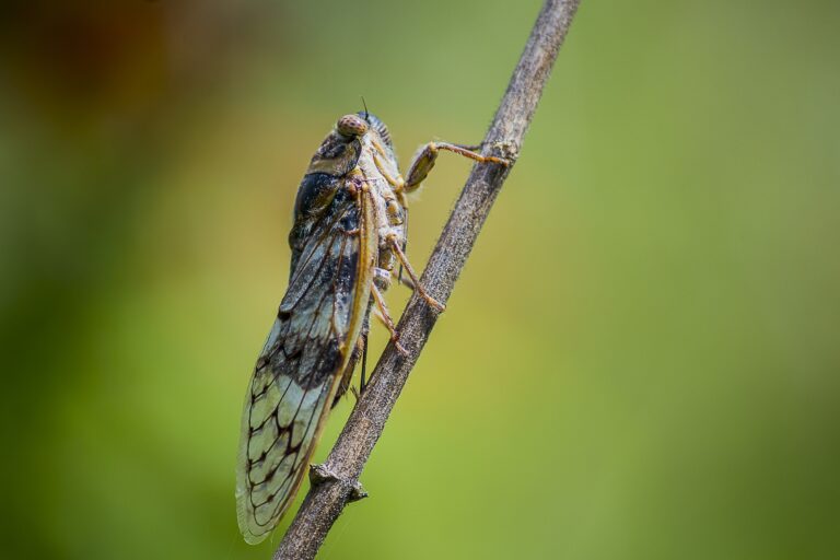 Historic Cicada Emergence to Soon Hit Illinois