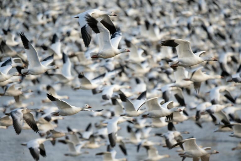 Massive Bird Migration Expected Over Illinois, A Spectacle in the Sky