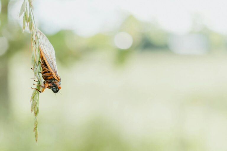 Anticipating a Historic Cicada Emergence in Illinois